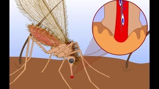 Leishmaniasis life cycle [upl. by Yung228]