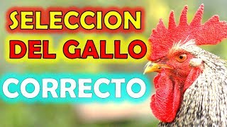 COMO ELEGIR EL MEJOR GALLO  eleccion seleccionar el gallo domestico correcto para mi gallinero [upl. by Drandell]