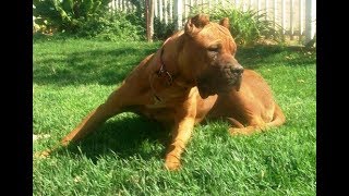 American Pit Bull and the Neapolitan Mastiff Mix  American Bandogge Mastiff [upl. by Jahdal]