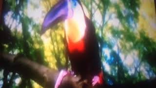 Toucan song in the night garden [upl. by Seldun]