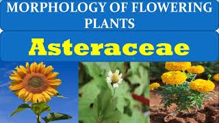 NEET 2024 New Syllabus  Compositae Family Asteraceae  Morphology of Flowering Plants Class 11 [upl. by Nile]