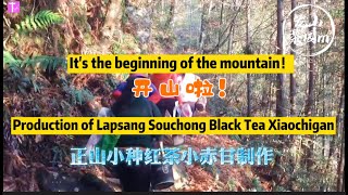 ｜Lapsang Souchong black tea｜Xiao Chi Gan production process｜TLifeTV [upl. by Cuyler]