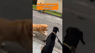 TODO CACHORRO PODE SER AGRESSIVO NÃO IMPORTA A RAÇA pets adestramento cachorros memes cães [upl. by Nissa]