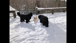 Newfoundland dogs playing with a 3monthold Golden puppy in the snow [upl. by Killy]