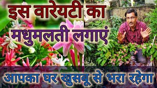 ऐसे ग्रो करें मधुमालती  आपका घर खुशबू से भरा रहेगा  Grow Best Variety Rangoon Creeper [upl. by Diraj]