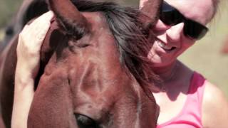 Rescued horses Gemma and Magic get a second chance [upl. by Ykcaj]