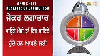 Benefits of eating Fish  मछली खाने के फायदे  ਮੱਛੀ ਖਾਣ ਦੇ ਫਾਇਦੇ  Fish Protein [upl. by Slayton]