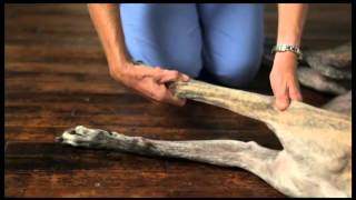 Video 6 Dog Physical Therapy Forelimb Pronation and Supination [upl. by Rramo]