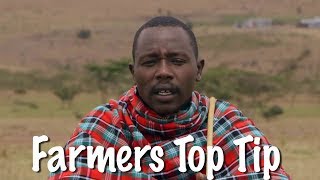 Shamba Shape Up Sn 6  Ep 4 Cattle Chicken Maize Varieties English [upl. by Lleryd]