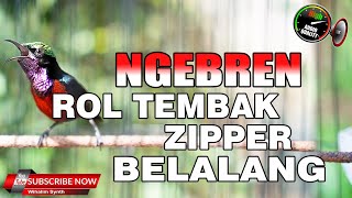 KONIN GACOR ROL TEMBAK NGEBREN ZIPER BELALANG BAIK UNTUK PANCINGAN KOLIBRI NINJA BAHAN CEPAT NEMBAK [upl. by Emor]