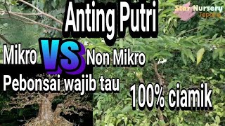 Review anting putri mikro dibandingkan dengan non mikro [upl. by Nodnar]