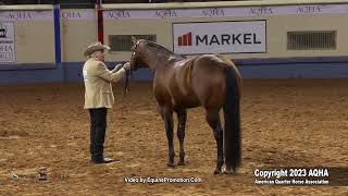 2023 Nutrena AQHA World and Adequan Select World 3YearOld Stallions [upl. by Egroeg]