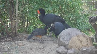 Raw video  Endangered wattled curassow chick hatches at Houston Zoo [upl. by Fihsak76]