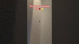 This is how a ladybug fly🐞 ladybug [upl. by Eanram900]