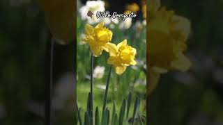 Primavera FRESCA🌼Sonido de PÁJAROS e INSECTOS🐦Sonido Ambiental de la NATURALEZA Relajante [upl. by Ikkela162]