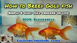 How to breed Gold fish  LIVE AQUARIUM [upl. by Eidderf]