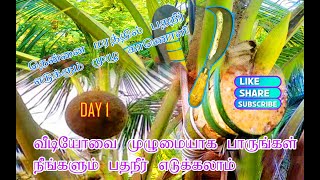 தென்னை மரத்தில் பதநீர் எடுப்பது எப்படி DAY1 cocunut tree [upl. by Ajim]