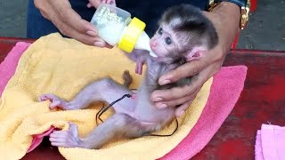 Congratulation now orphan newborn monkey can drink milk She get better [upl. by Nema]