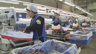 Stipendi più alti del 35 al Nord Colpa della produttività e del lavoro nero [upl. by Ilam]