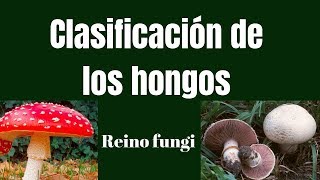 CLASIFICACIÓN DE LOS HONGOS Reino fungi [upl. by Jamima]