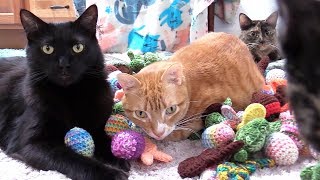 10 Funny Cat Clips That Will Make You Laugh  Cole and Marmalade [upl. by Cece658]