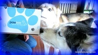 OAKLEY HUSKY IS SO GENTLE  Pawbox Unboxing 4 [upl. by Arihay]