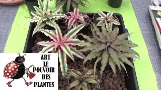 conseil jardinage  cryptanthus Comment faire la Culture et division Broméliacées Plante verte [upl. by Juster]