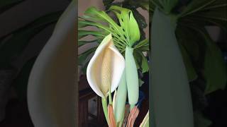 Monstera daliciosa caremonster water propagationshortsvideo  Grow green 445 [upl. by Shirleen]