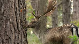 Damherten bronst bughhaamstede boswildlifevideography natuur wildlife nature deer [upl. by Tanya]