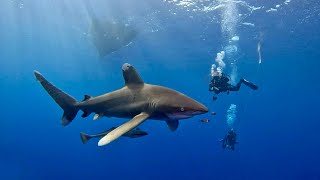 Sharks Close encounters at Elphinstone reef [upl. by Inaflahk]