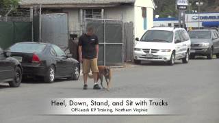 Advanced Training with OffLeash K9 Training Ecollar Training Northern Virginia [upl. by Abercromby]