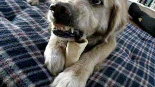 Golden Retriever says quotDont touch my bonequot [upl. by Lela988]