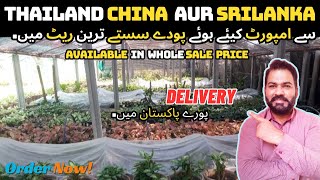 Cheapest Nursery Plant In Karachi Vlog  Plant Nursery Visit  Nursery Plant Wholesale Market [upl. by Tuppeny]