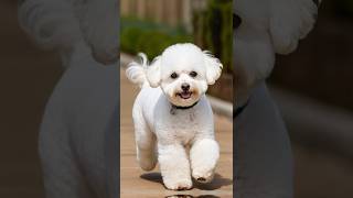 Best Hypoallergenic Dog Breeds for Allergies 2024 [upl. by Anwaf196]