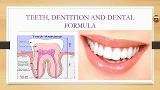 Teeth dentition and dental formula calculation with explanationin hindi [upl. by Notyap112]