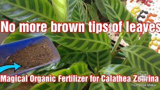 Easy Care Tips for Calathea Zebrina Zebra plant Prayer Plant Permanent plant for Homeहिन्दी में [upl. by Eissalc]