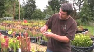 How to Pollinate Sarracenia Flowers [upl. by Alfie927]