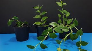 How to Grow Peperomia Scandens Plant at Home Fast amp Easy How to Propagate Peperomia Scandens [upl. by Chien]