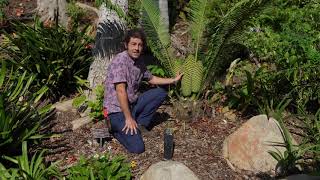 Tony Encephalartos villosus ancient cycad [upl. by Zolnay]