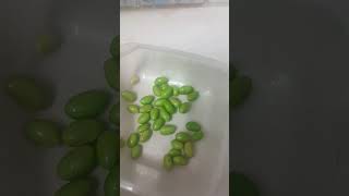 PEA PODS video nature asmr beans youtube sweet [upl. by Atiuqan]