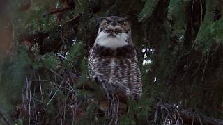 Great Horned Owl hoot [upl. by Llerol105]