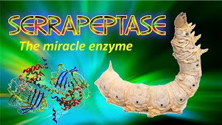 Serrapeptase the miracle enzyme [upl. by Annais]