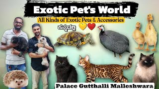 Exotic Pets World  Persian cat Himalayan cat Bengal cat Ducks  Food amp Accessories  ಕನ್ನಡ💛❤️ [upl. by Casi]