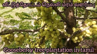 நெல்லி மரம் வளர்ப்பு  nelli valarpu tamil  veetuthottam in tamil  gooseberry plantation in tamil [upl. by Vary]