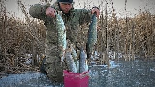 В ЭТОМ БОЛОТЕ МНОГО ЩУКИ Атака щуки на живца ПОДЛЁДНОЕ ВИДЕО Зимняя рыбалка на жерлицы [upl. by Cammie]