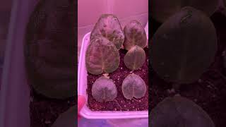 african violet variegated propagation update 😱 houseplants africanviolets propagation [upl. by Cooper928]