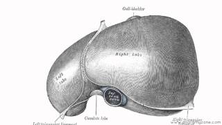 Peritoneal Cavity  Part 2  Ligaments of the Liver  Anatomy Tutorial [upl. by Sileas]