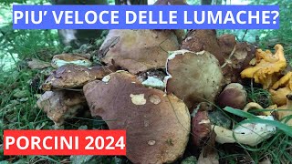 PORCINI 2024 alta Val Bormida è guerra con le lumache [upl. by Nauqahs]