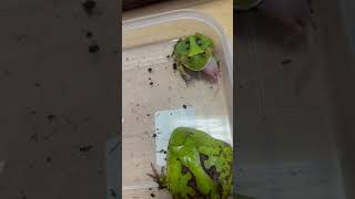 ピンクマウスをあげます アマゾンツノガエル Surinam Horned frog Ceratophrys cornuta shorts shortsvideo [upl. by Eloisa]