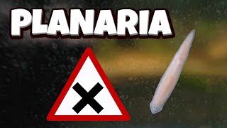 Planaria  How to manage them DIY trap [upl. by Lairret223]